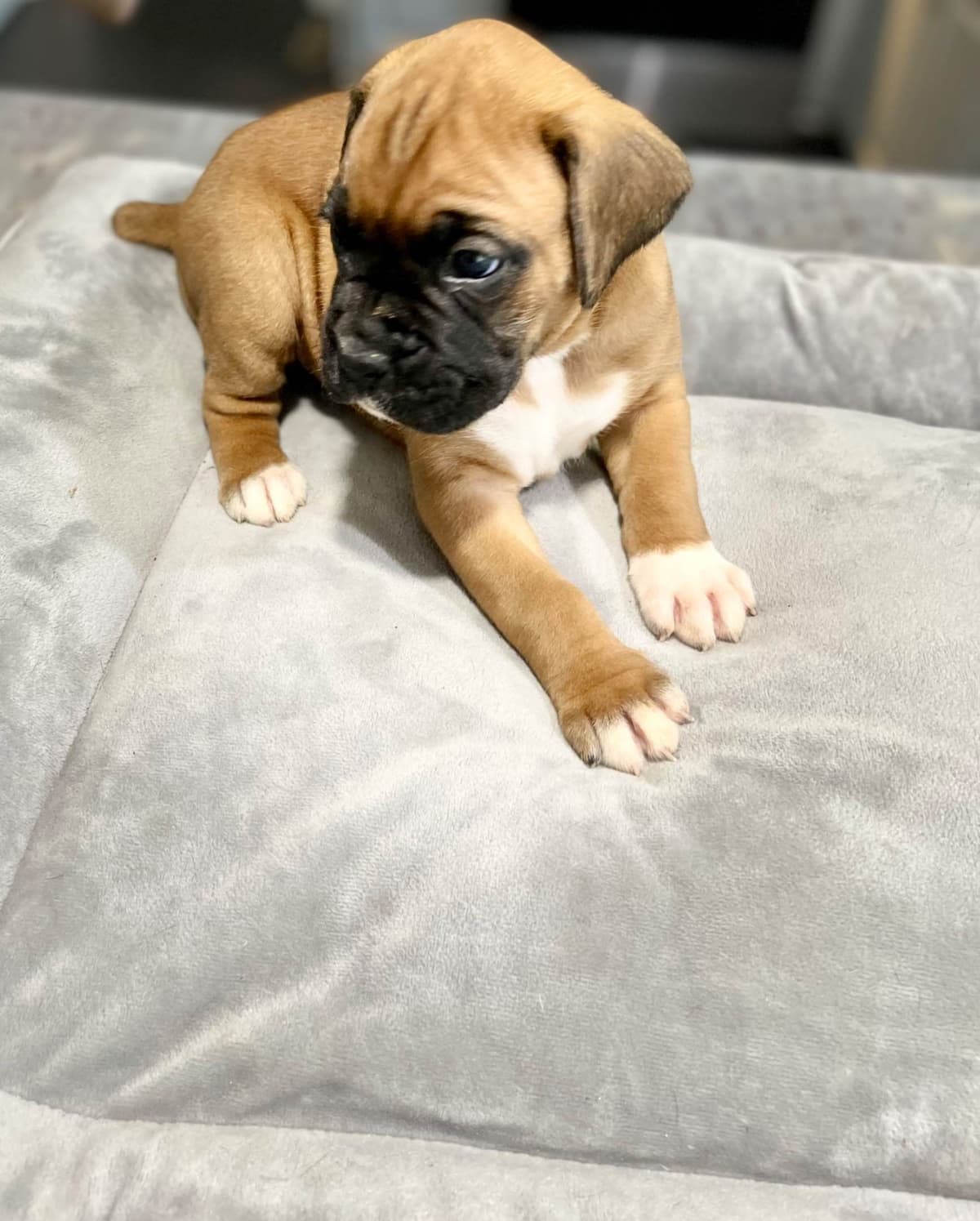 Boxer Puppies breeder image 5