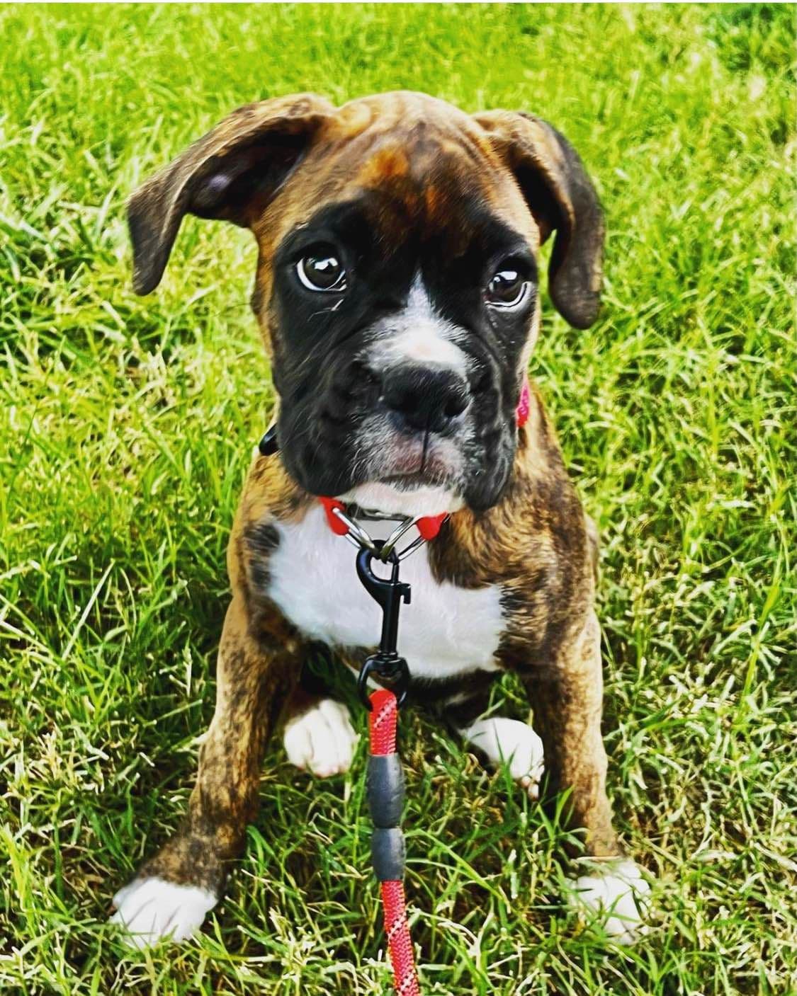 Boxer Puppies breeder image 4