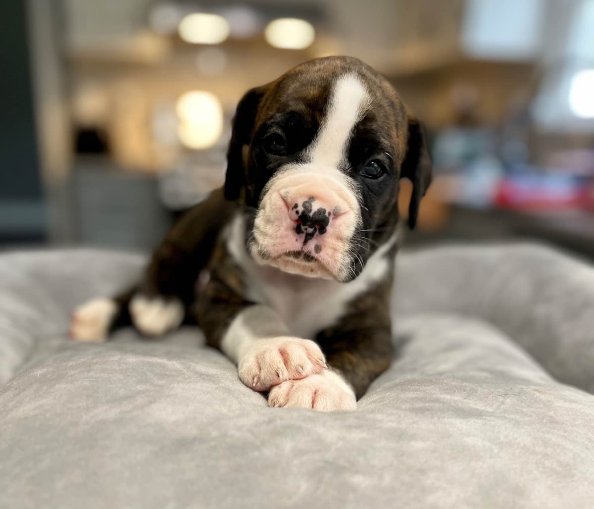 Boxer Puppies breeder image 7