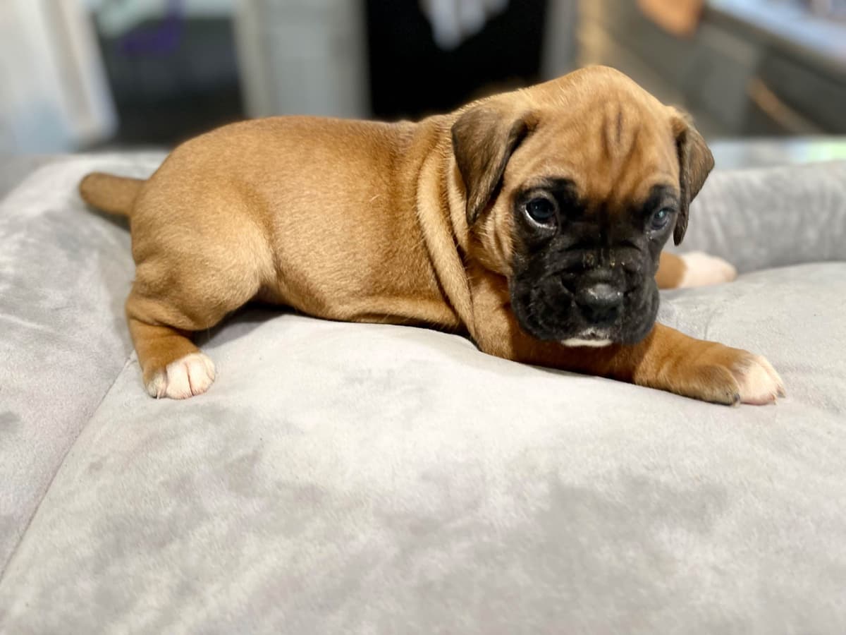 Boxer Puppies breeder image 6