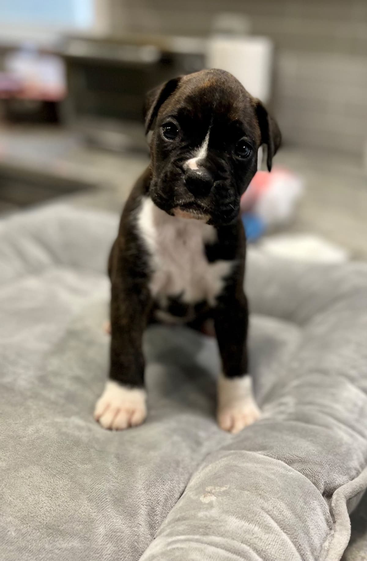Boxer Puppies breeder image 10