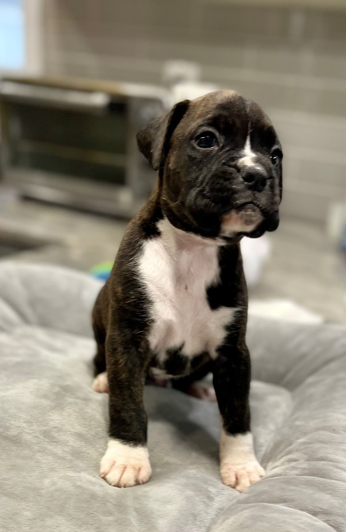 Boxer Puppies breeder image 9