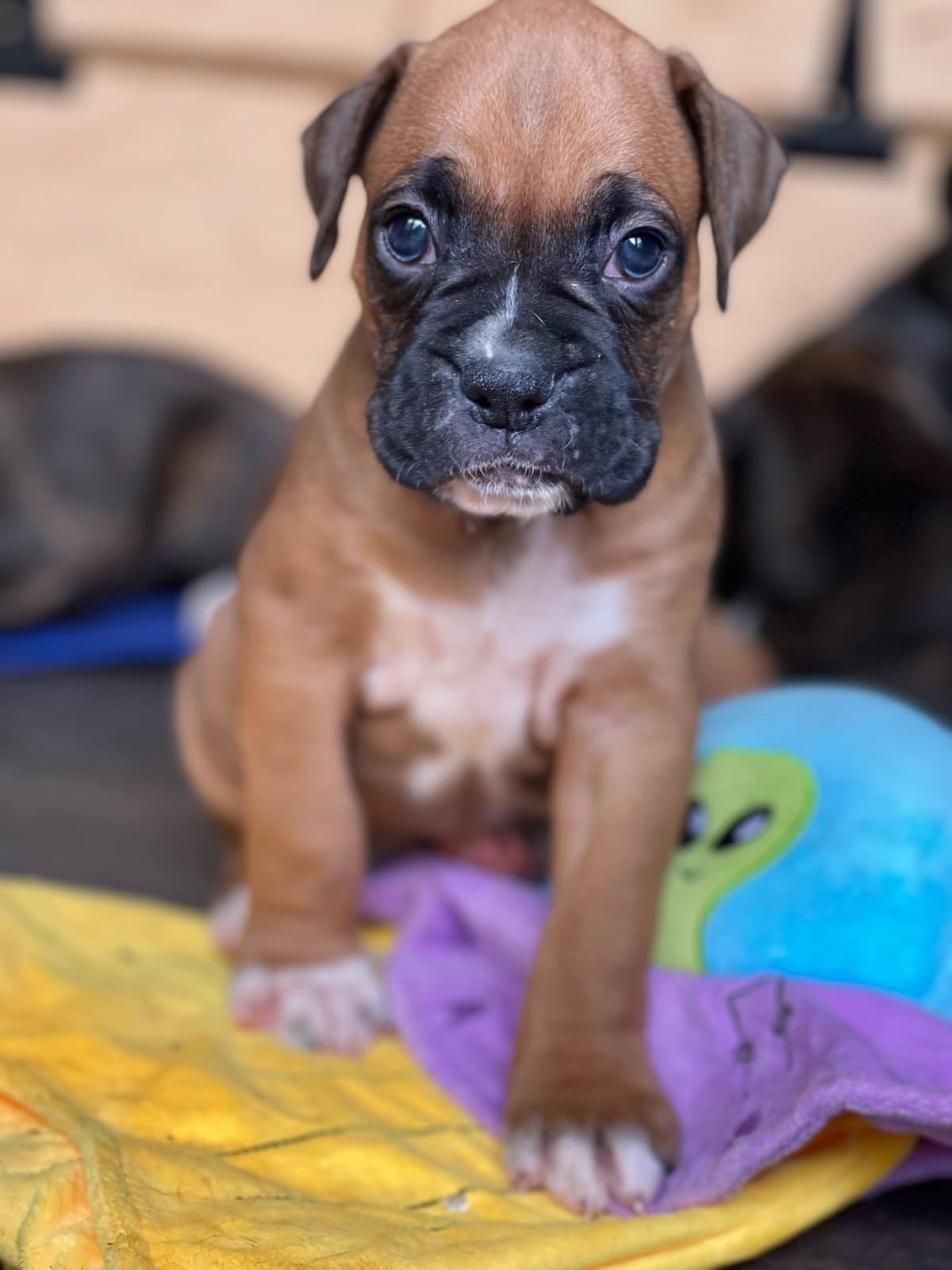 Boxer Puppies breeder image 11