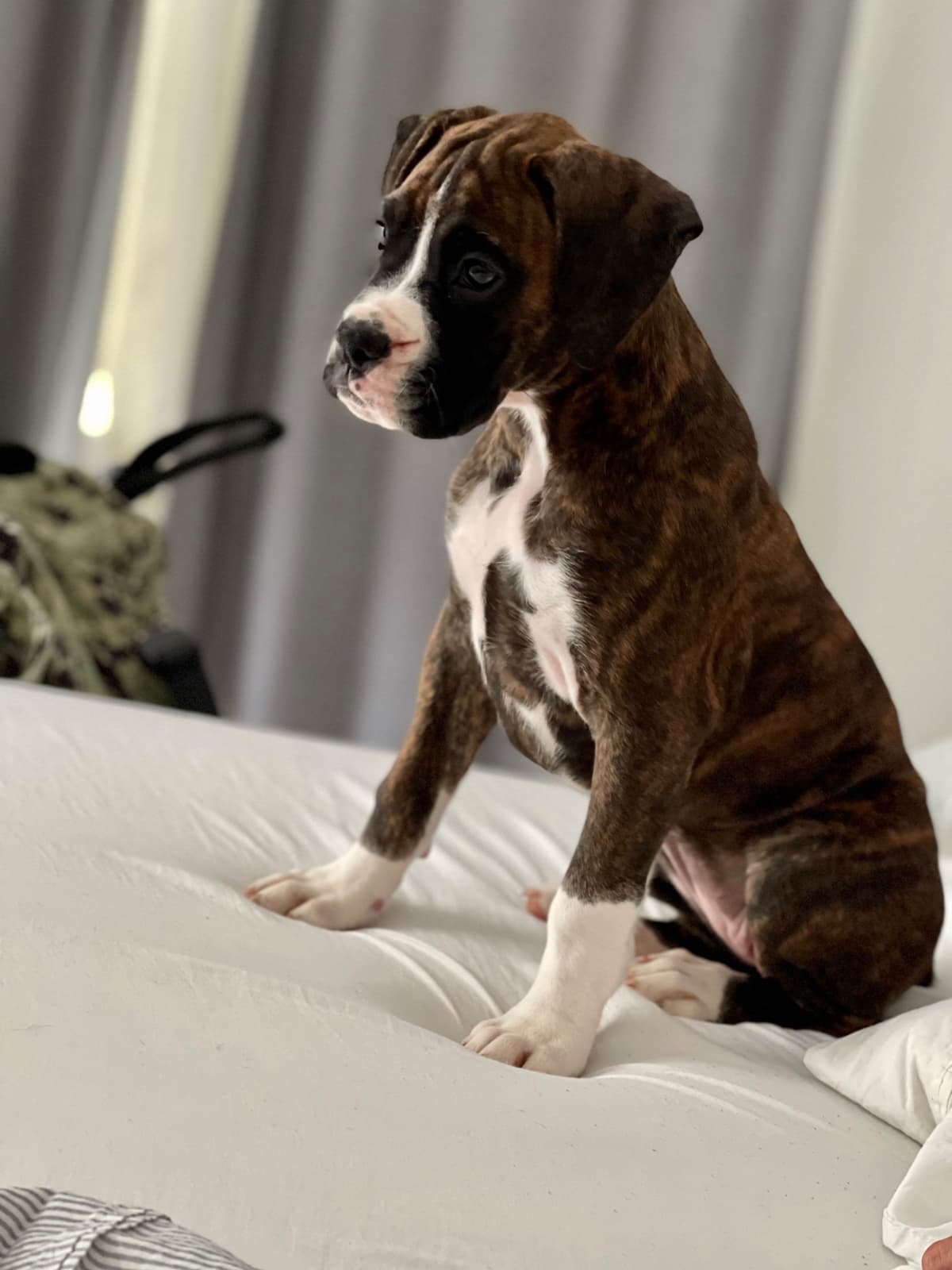Boxer Puppies breeder image 12