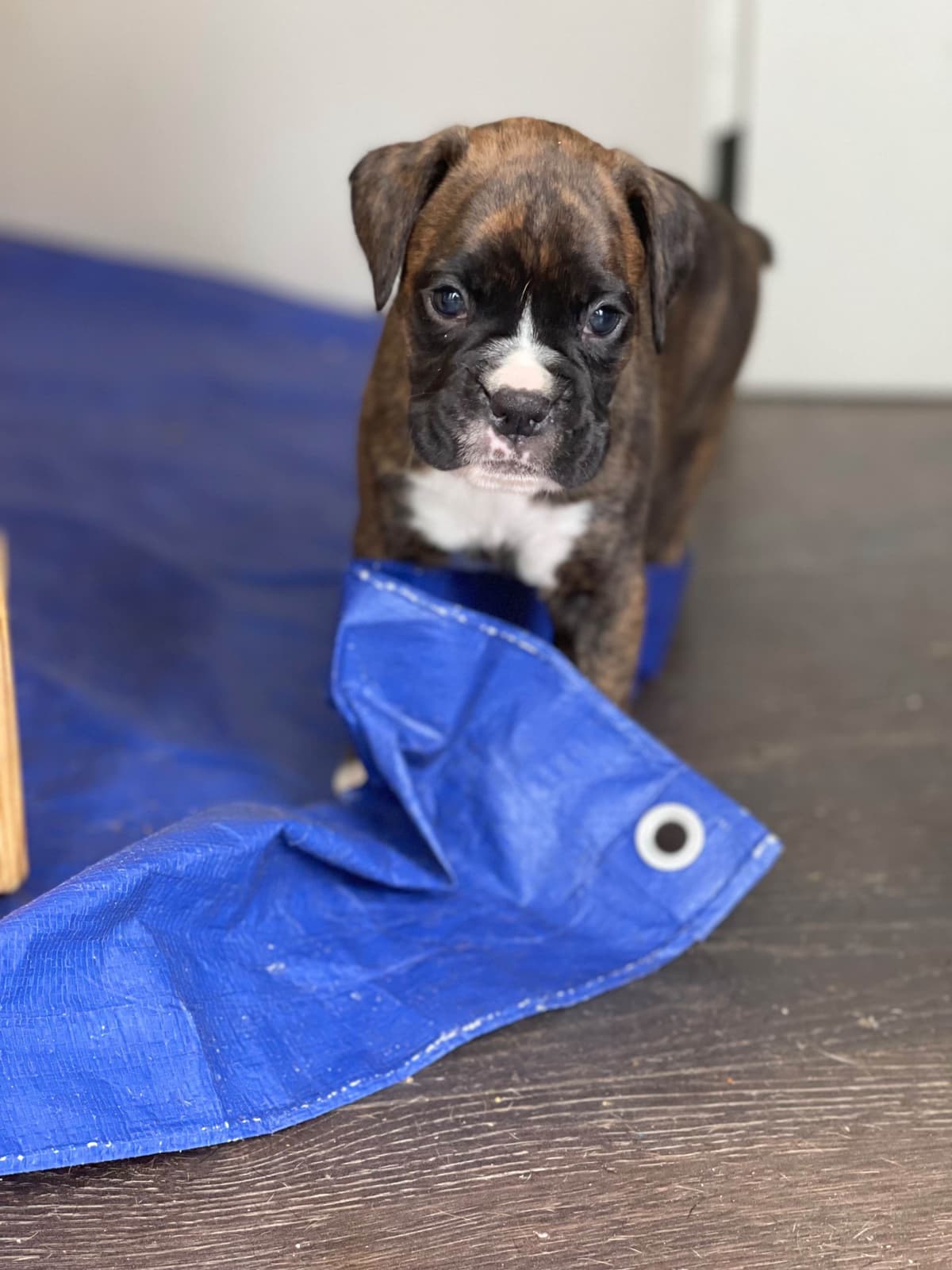 Boxer Puppies breeder image 18