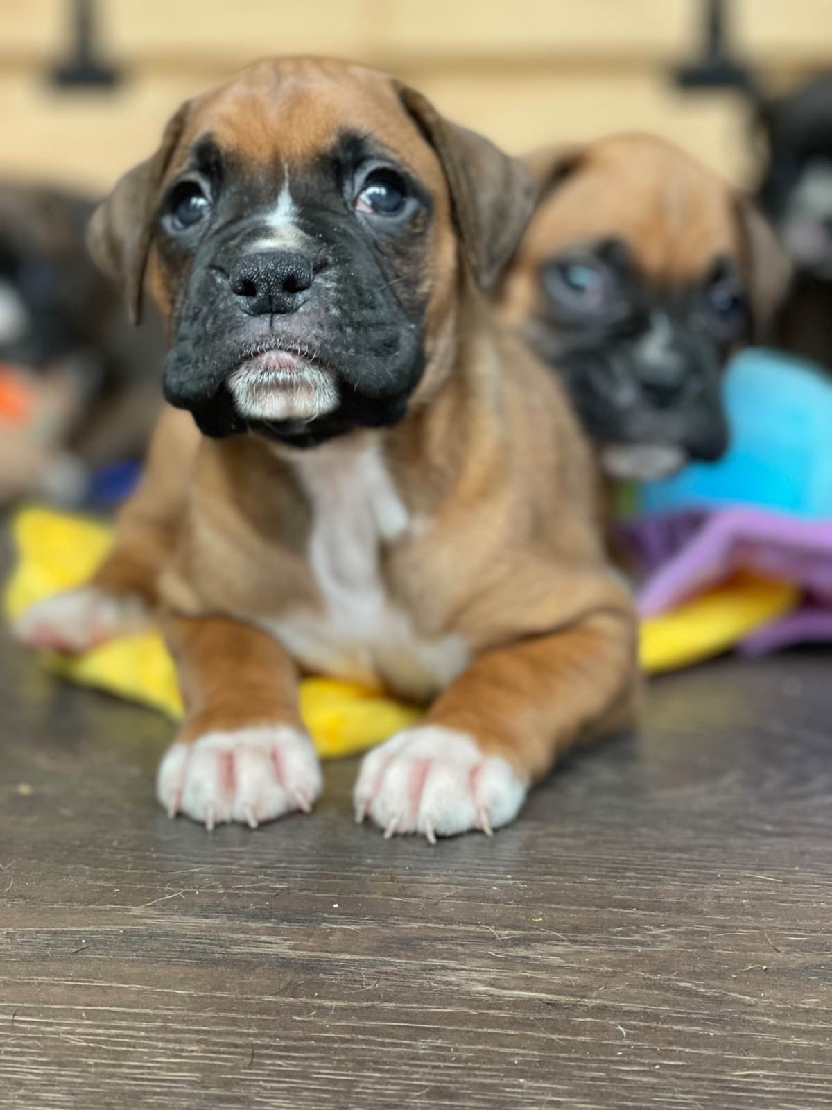 Boxer Puppies breeder image 16