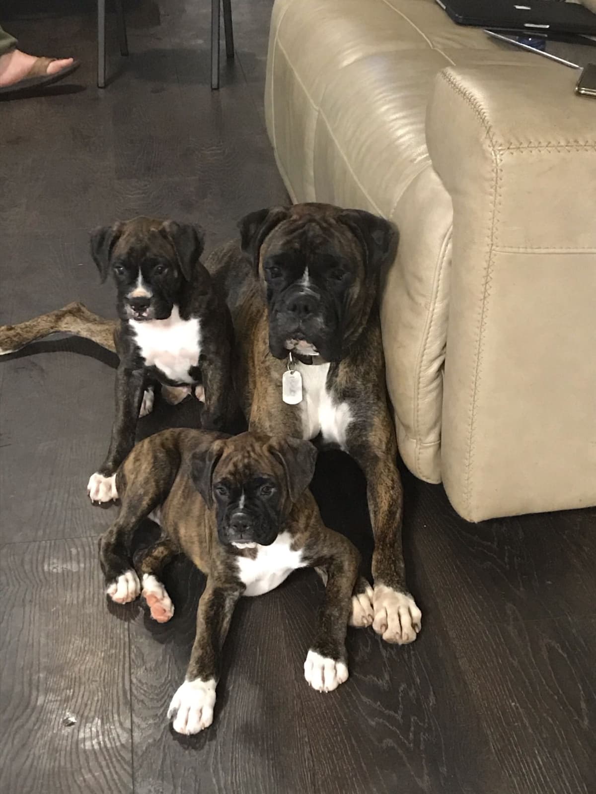 Boxer Puppies breeder image 14