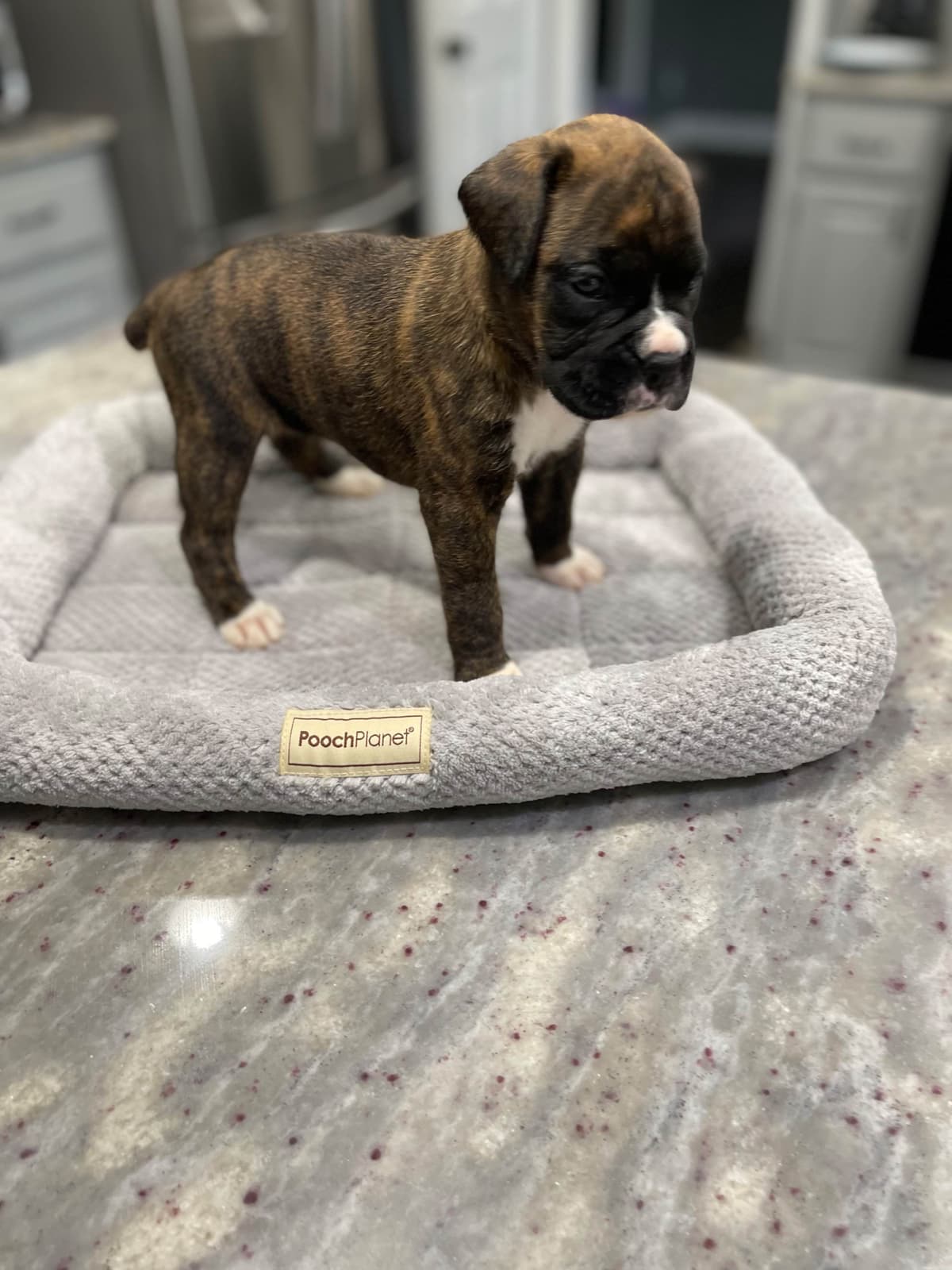 Boxer Puppies breeder image 20