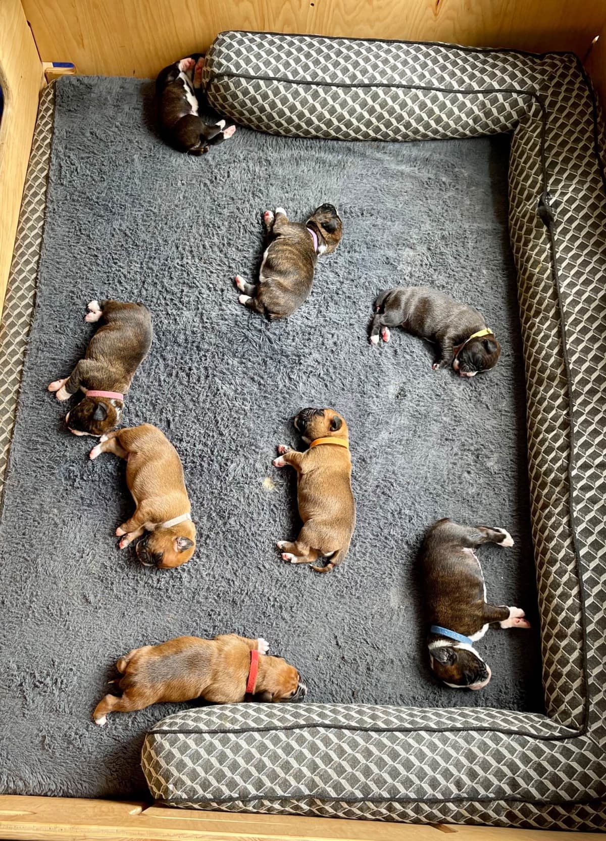 Boxer Puppies breeder image 19