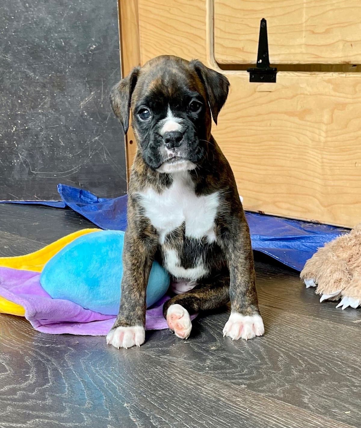 Boxer Puppies breeder image 15