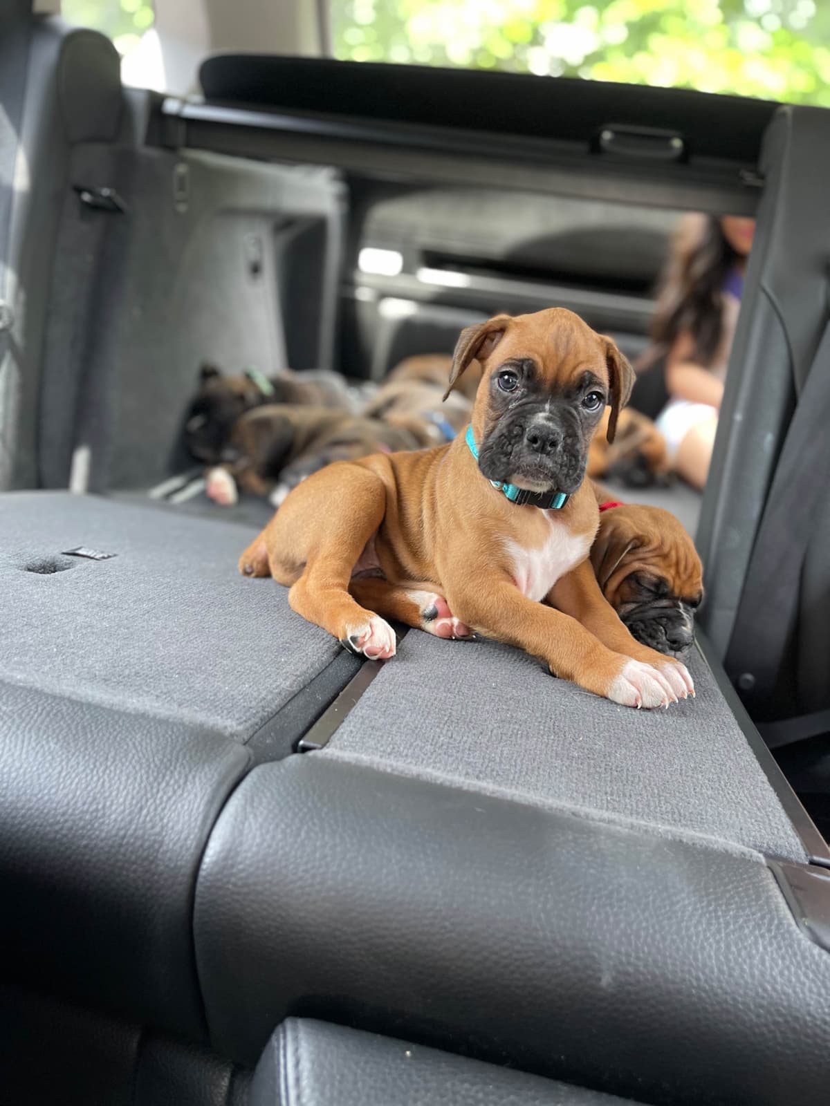 Boxer Puppies breeder image 24