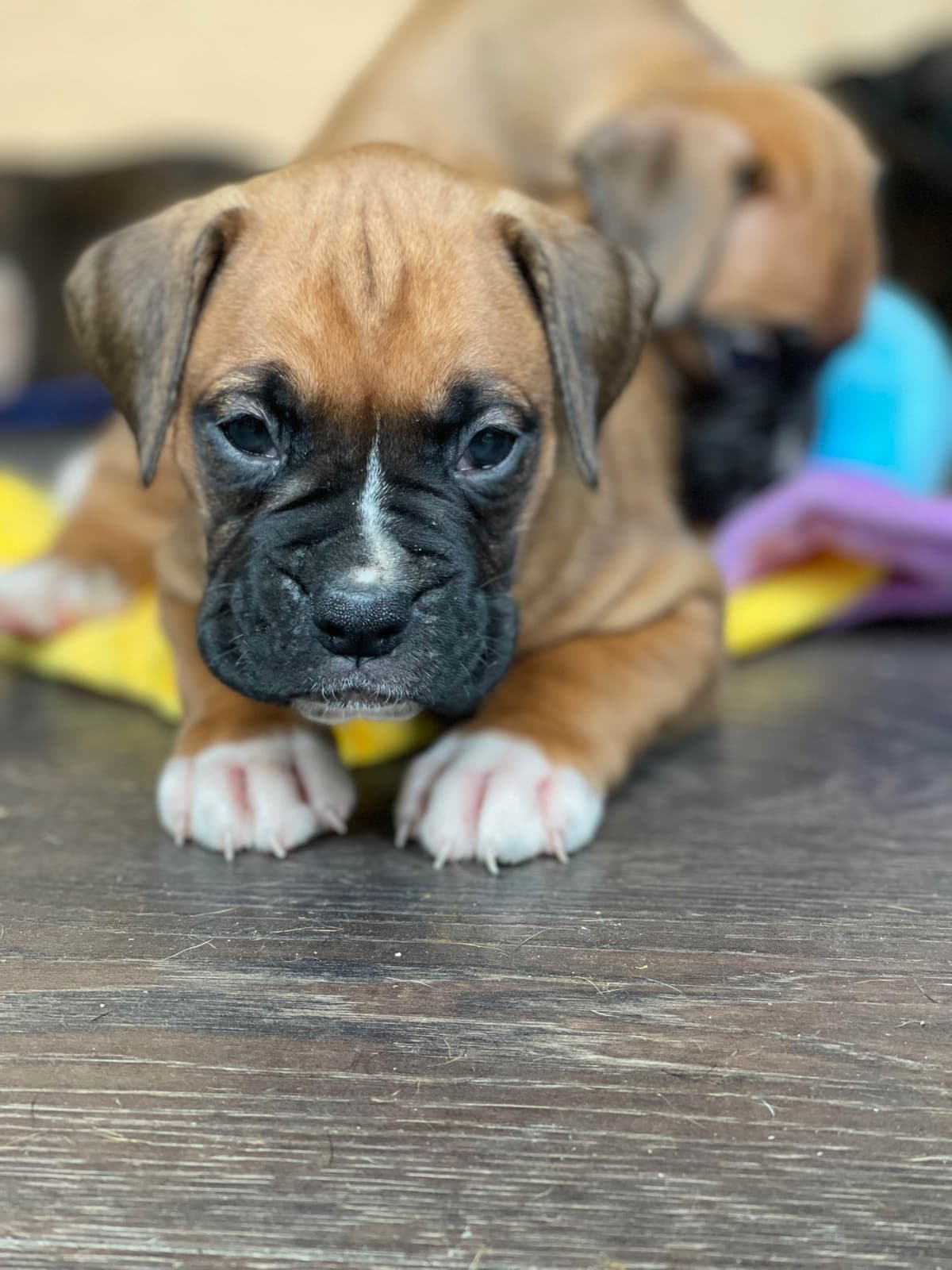 Boxer Puppies breeder image 21