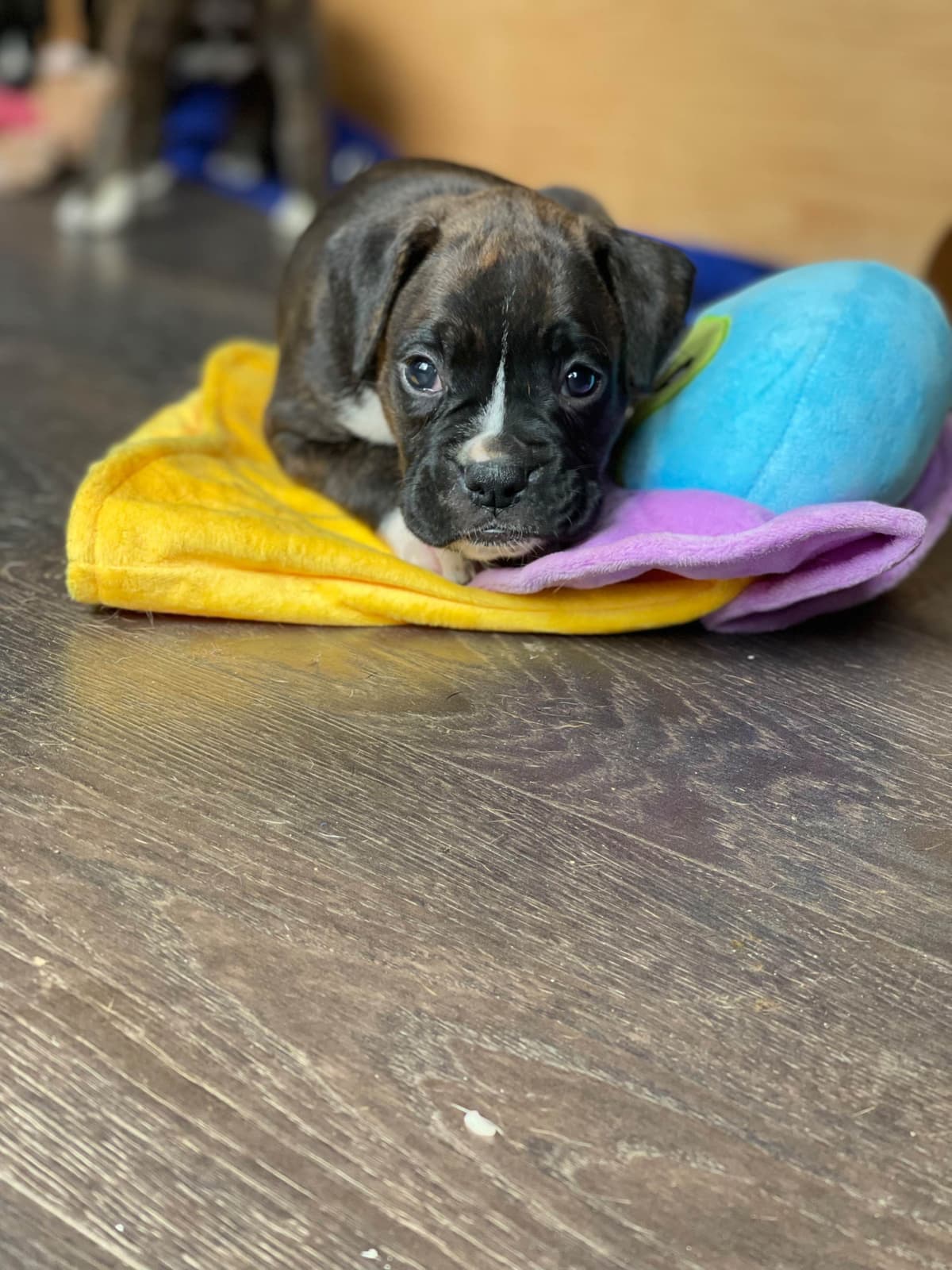 Boxer Puppies breeder image 23