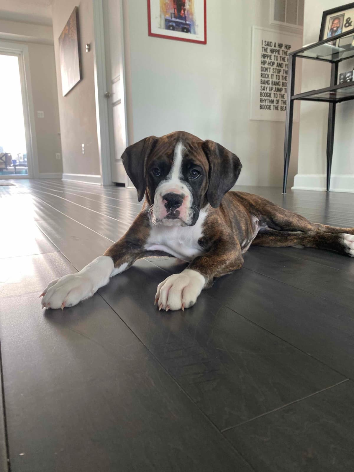 Boxer Puppies breeder image 26