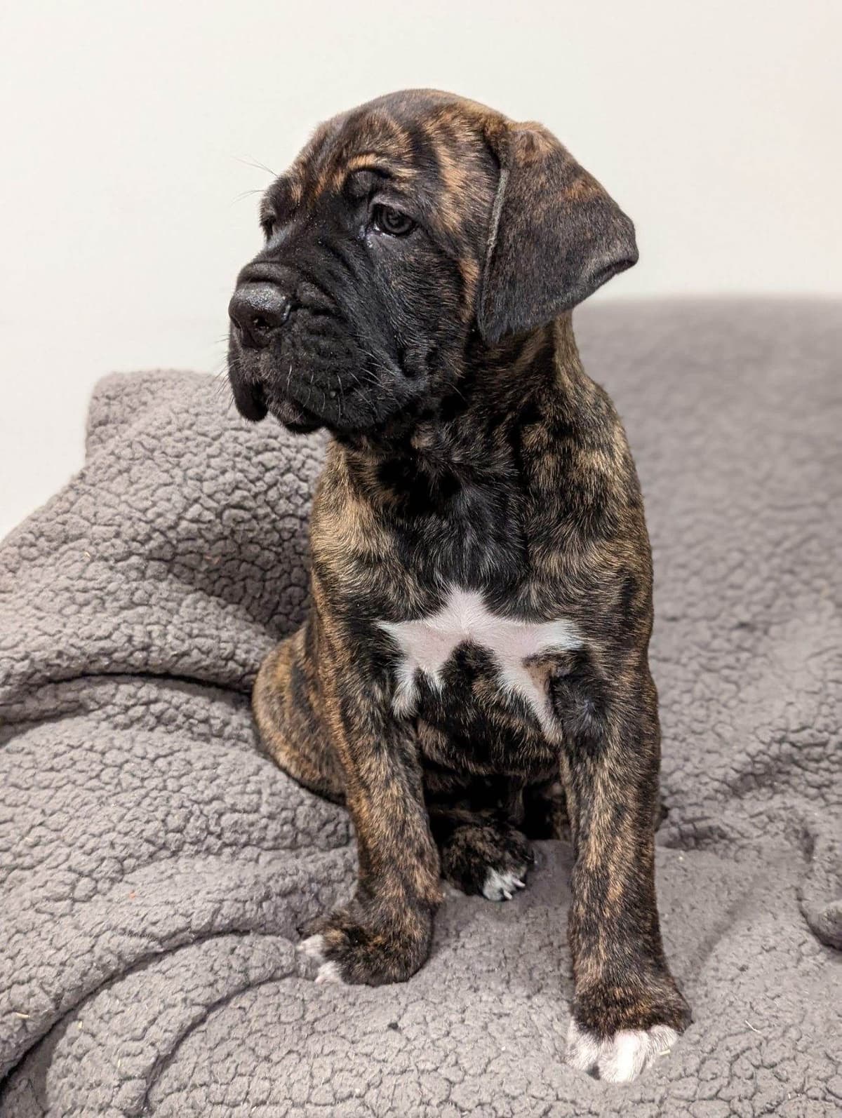 Champion Bloodline Cane Corso Puppies breeder image 1