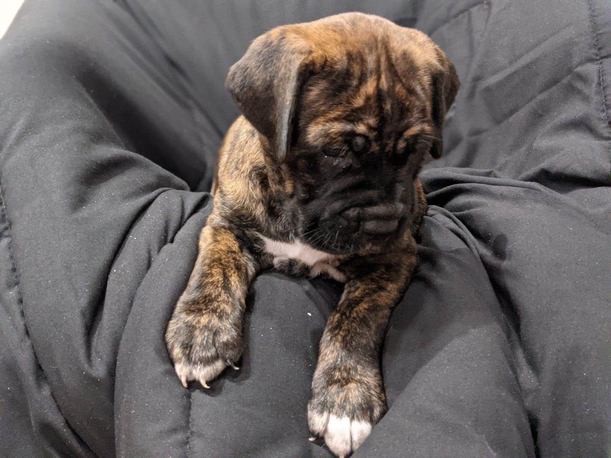 Champion Bloodline Cane Corso Puppies breeder image 2