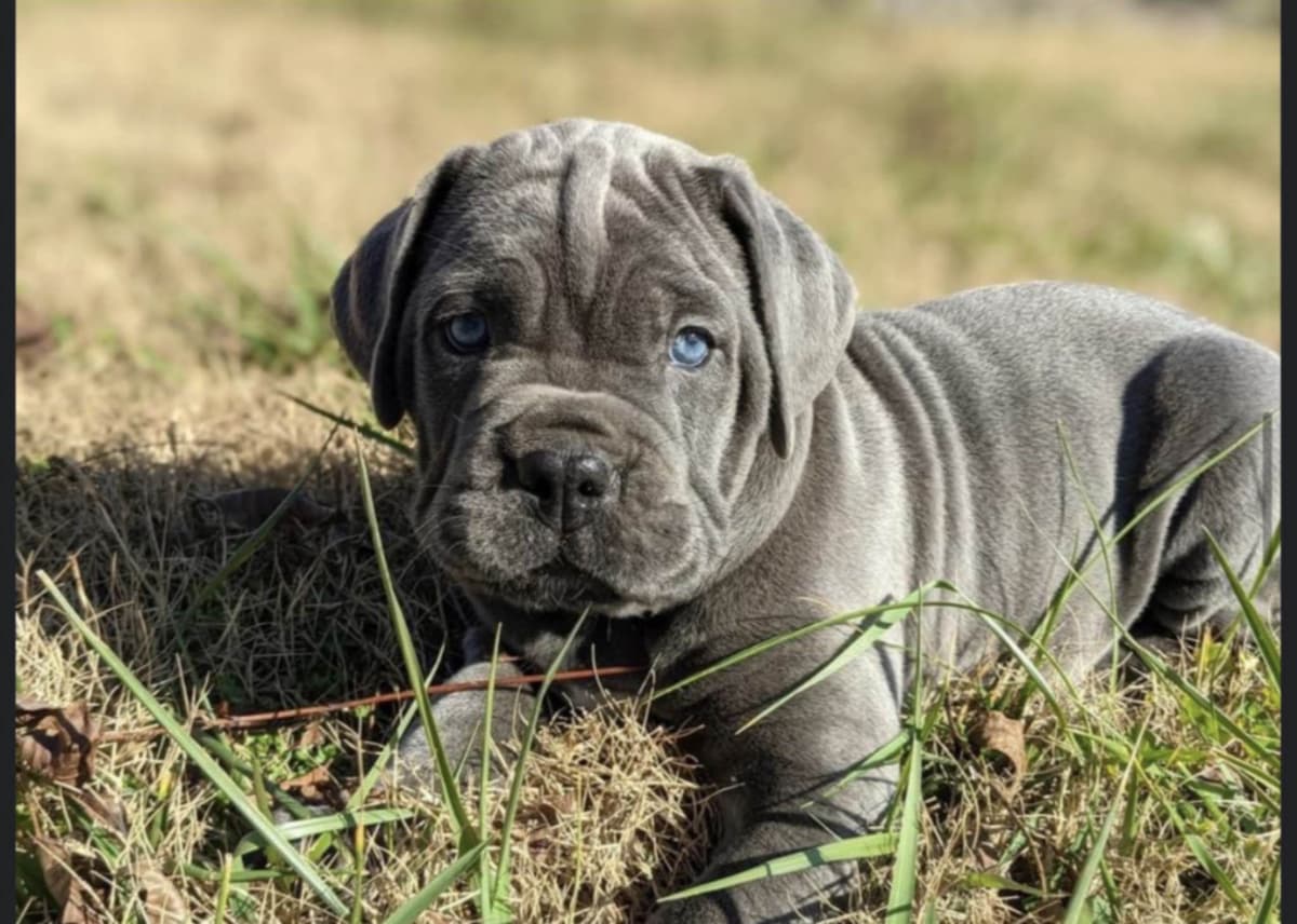 Champion Bloodline Cane Corso Puppies breeder image 3