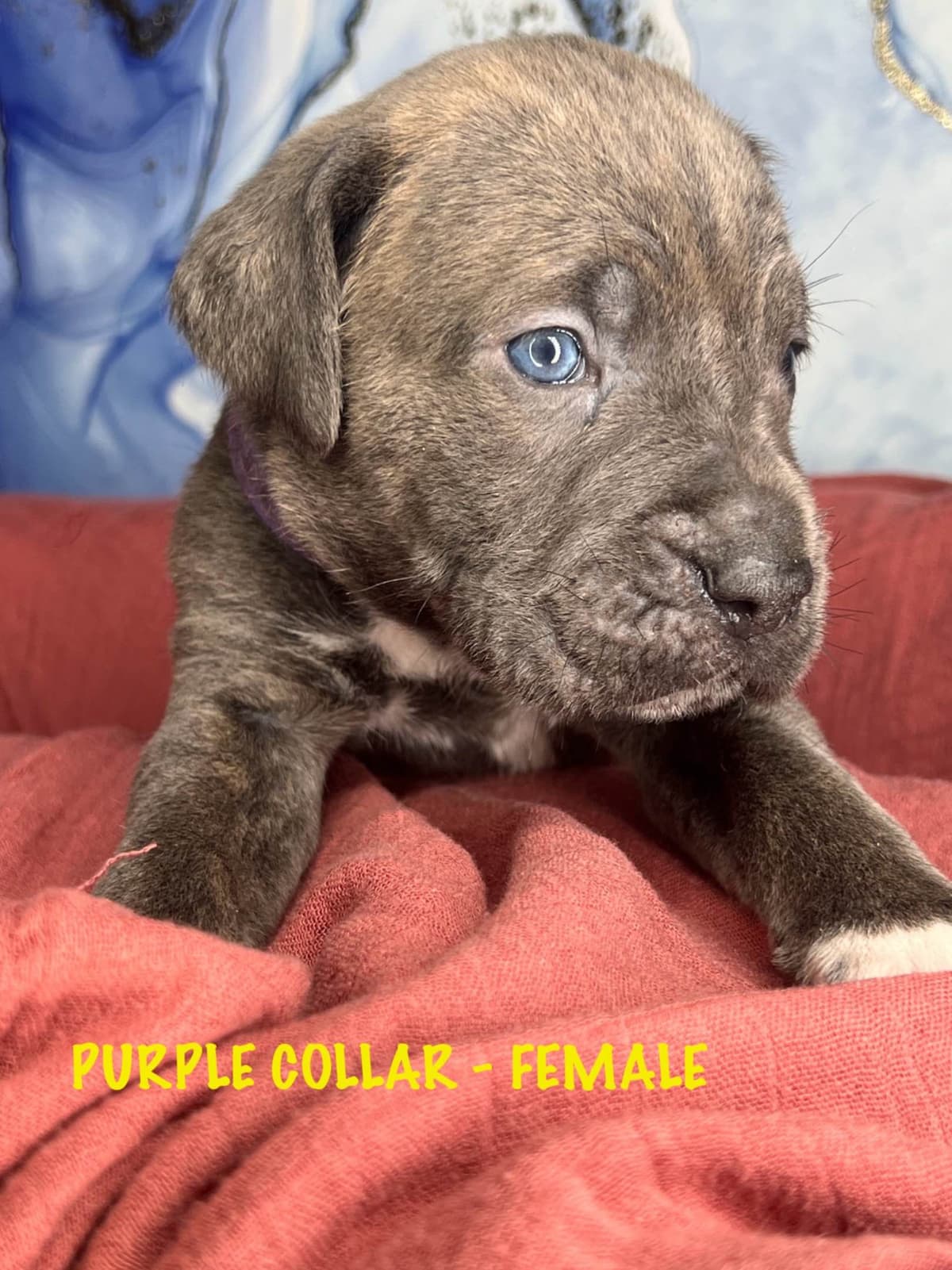 Champion Bloodline Cane Corso Puppies breeder image 4