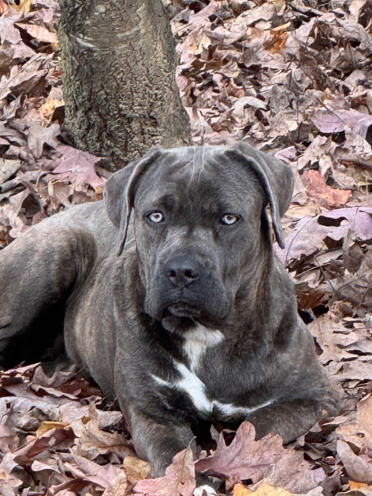Champion Bloodline Cane Corso Puppies breeder image 5