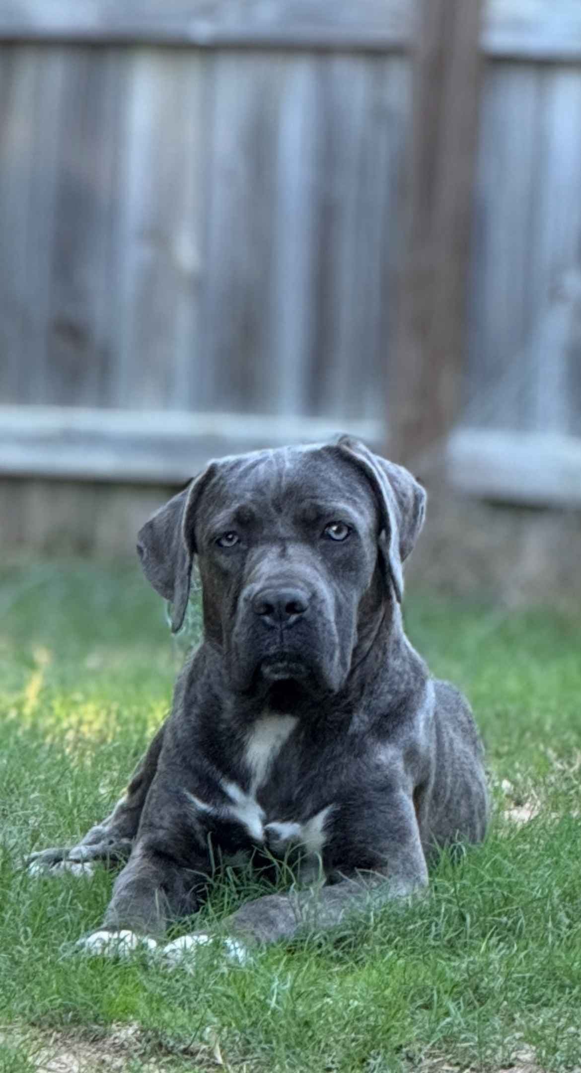 Champion Bloodline Cane Corso Puppies breeder image 6