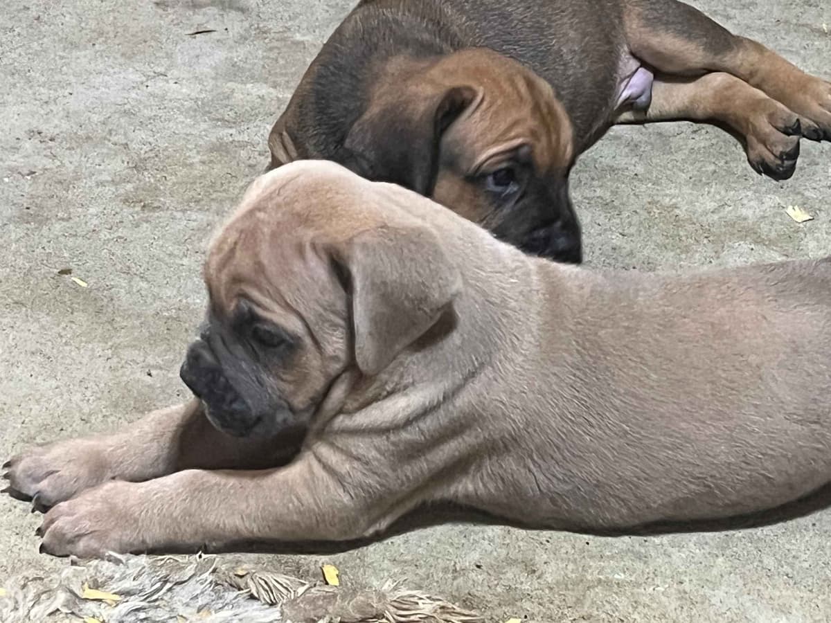 Champion Bloodline Cane Corso Puppies breeder image 8