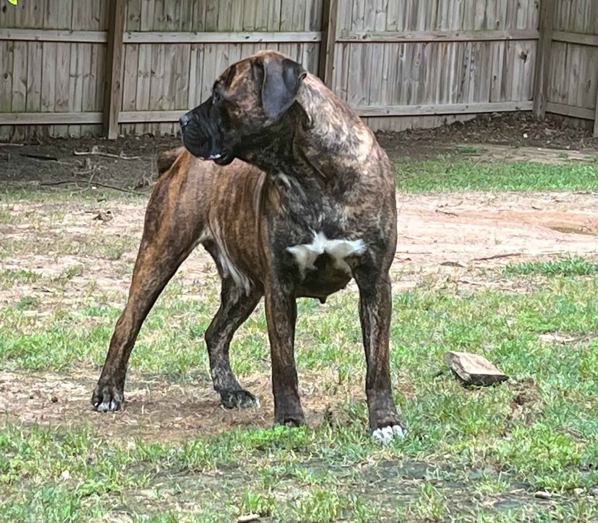 Champion Bloodline Cane Corso Puppies breeder image 7