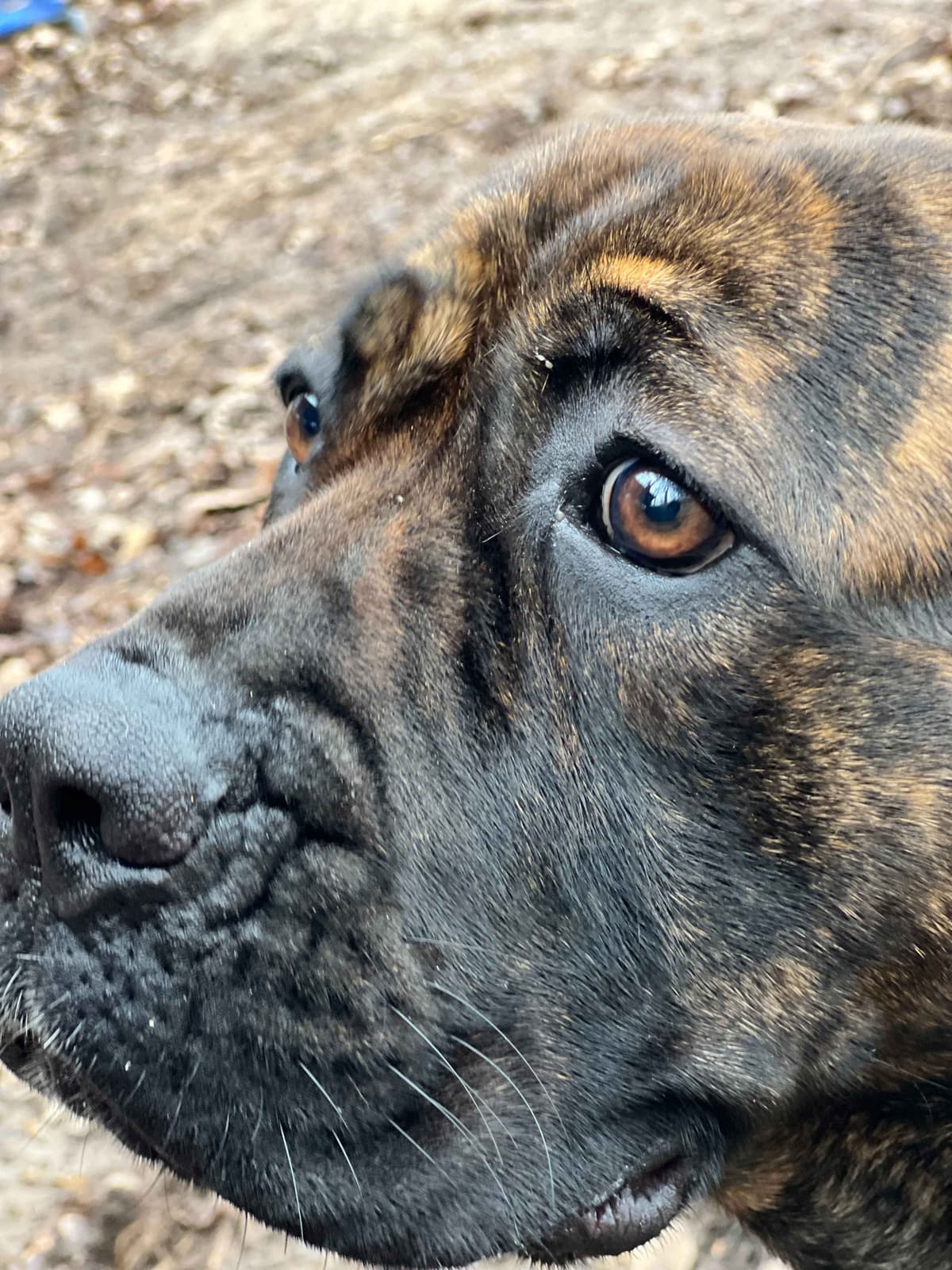 Champion Bloodline Cane Corso Puppies breeder image 9