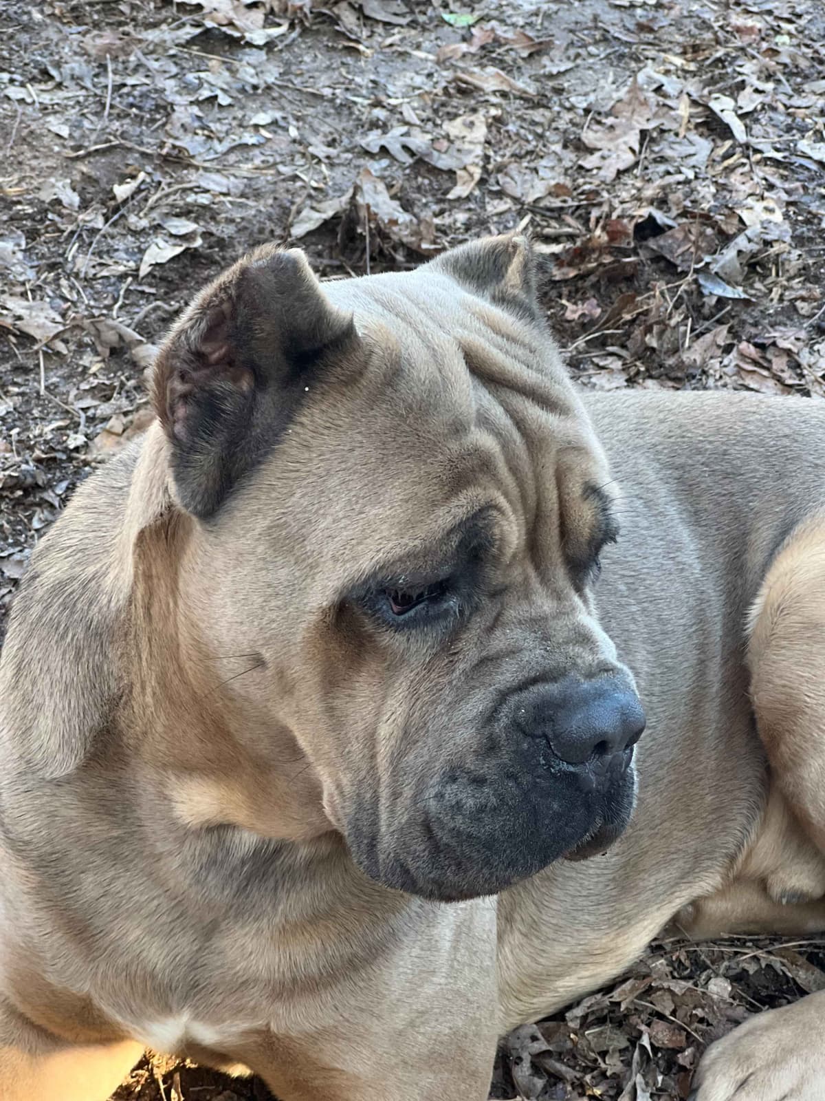Champion Bloodline Cane Corso Puppies breeder image 10