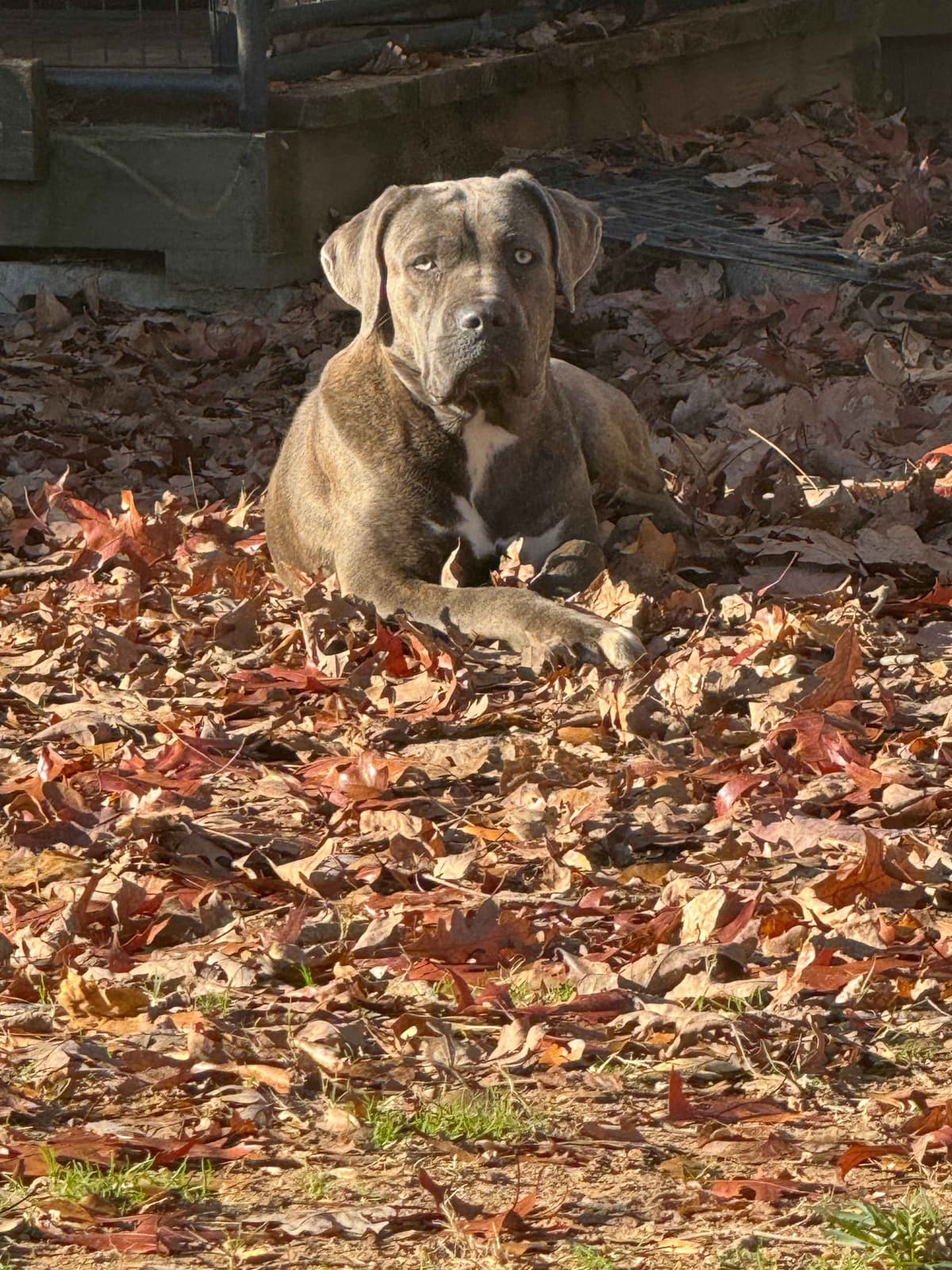Champion Bloodline Cane Corso Puppies breeder image 12