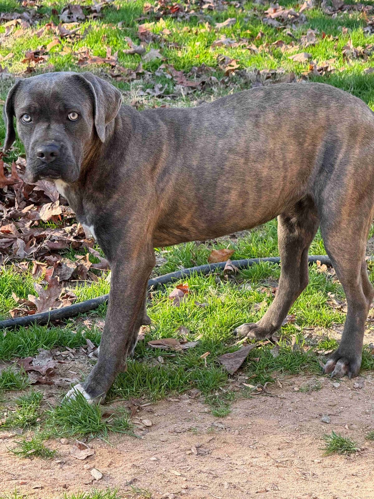 Champion Bloodline Cane Corso Puppies breeder image 11