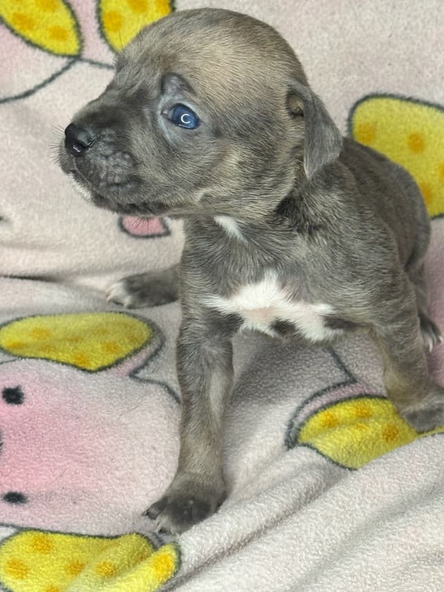 Champion Bloodline Cane Corso Puppies media 2