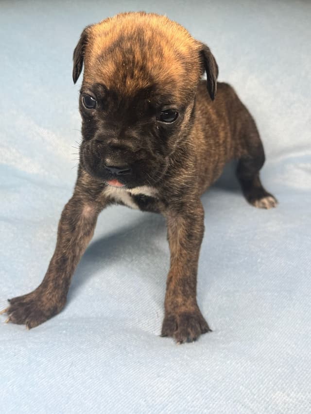 Champion Bloodline Cane Corso Puppies media 3