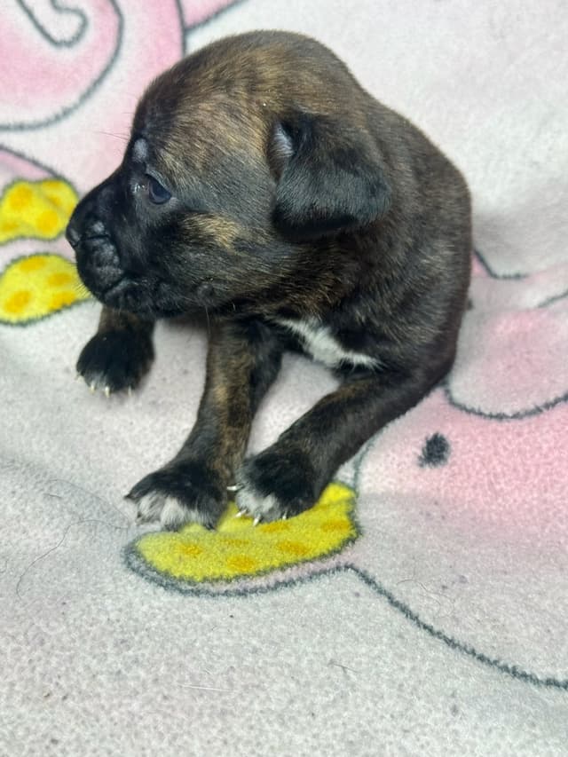 Champion Bloodline Cane Corso Puppies media 5
