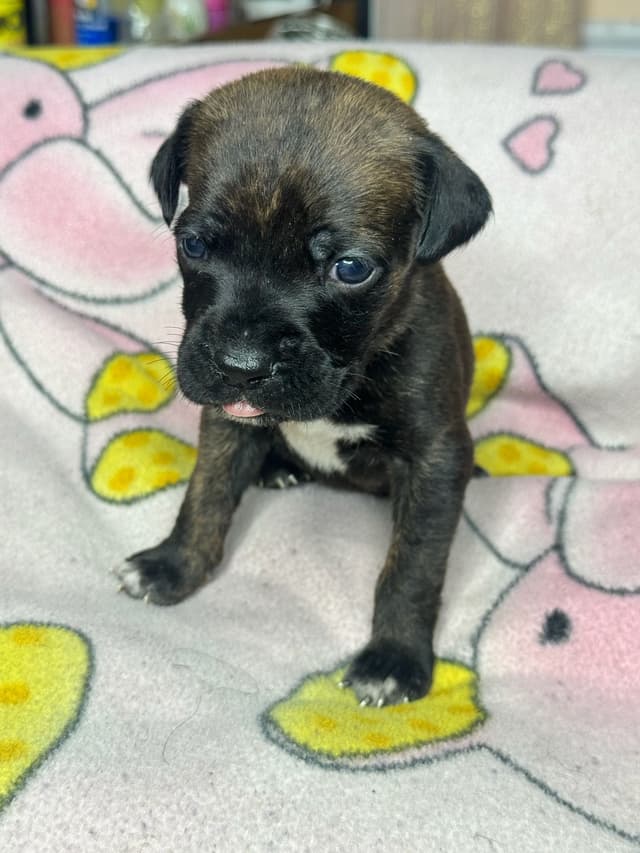Champion Bloodline Cane Corso Puppies media 8