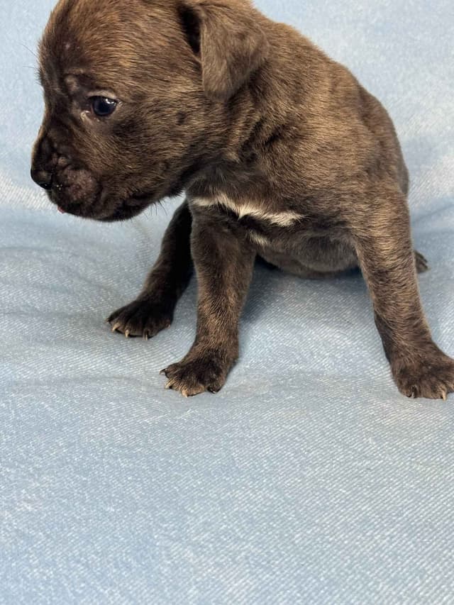 Champion Bloodline Cane Corso Puppies media 4
