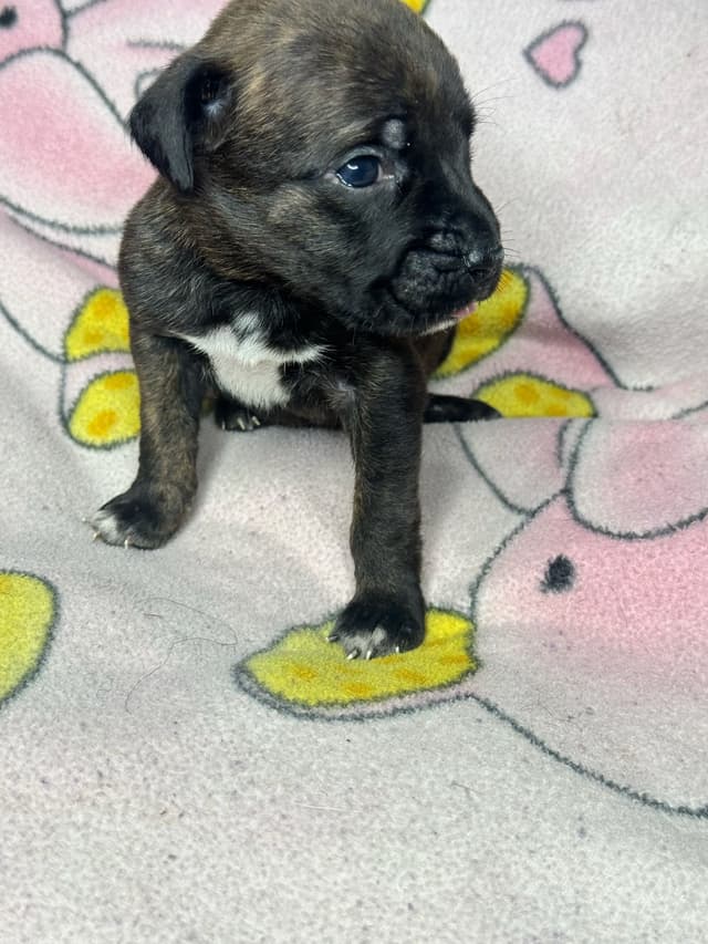 Champion Bloodline Cane Corso Puppies media 6