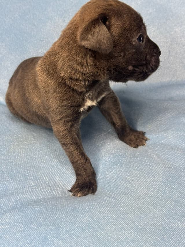 Champion Bloodline Cane Corso Puppies media 9