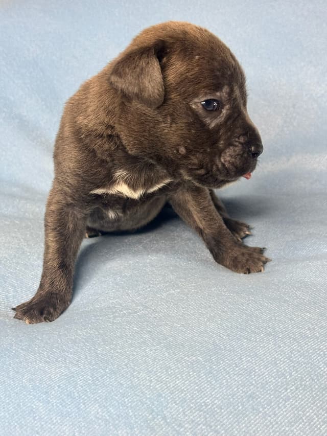 Champion Bloodline Cane Corso Puppies media 7