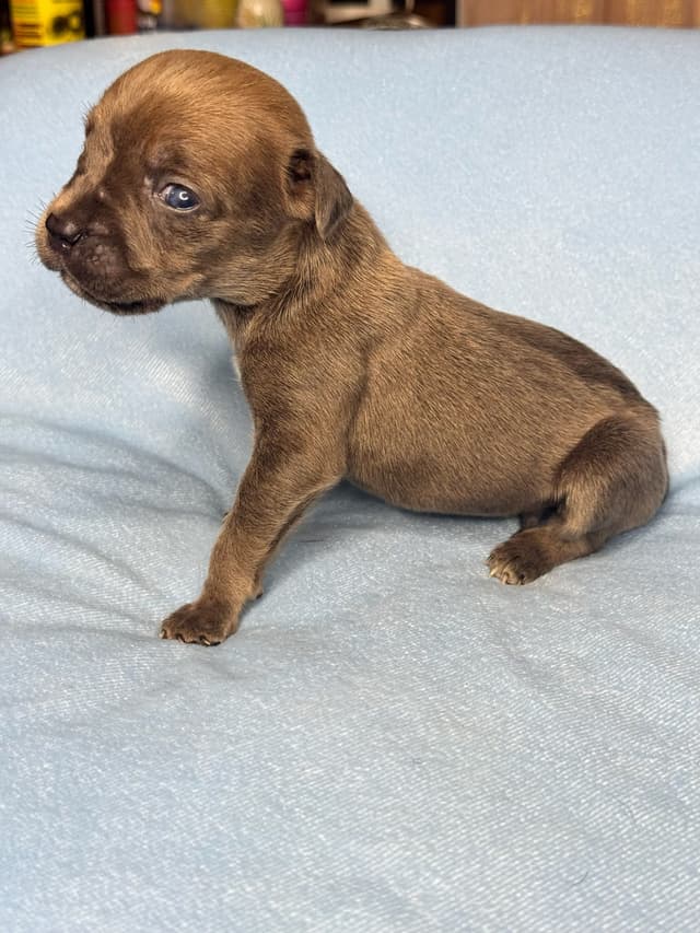 Champion Bloodline Cane Corso Puppies media 10