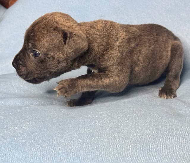 Champion Bloodline Cane Corso Puppies media 11