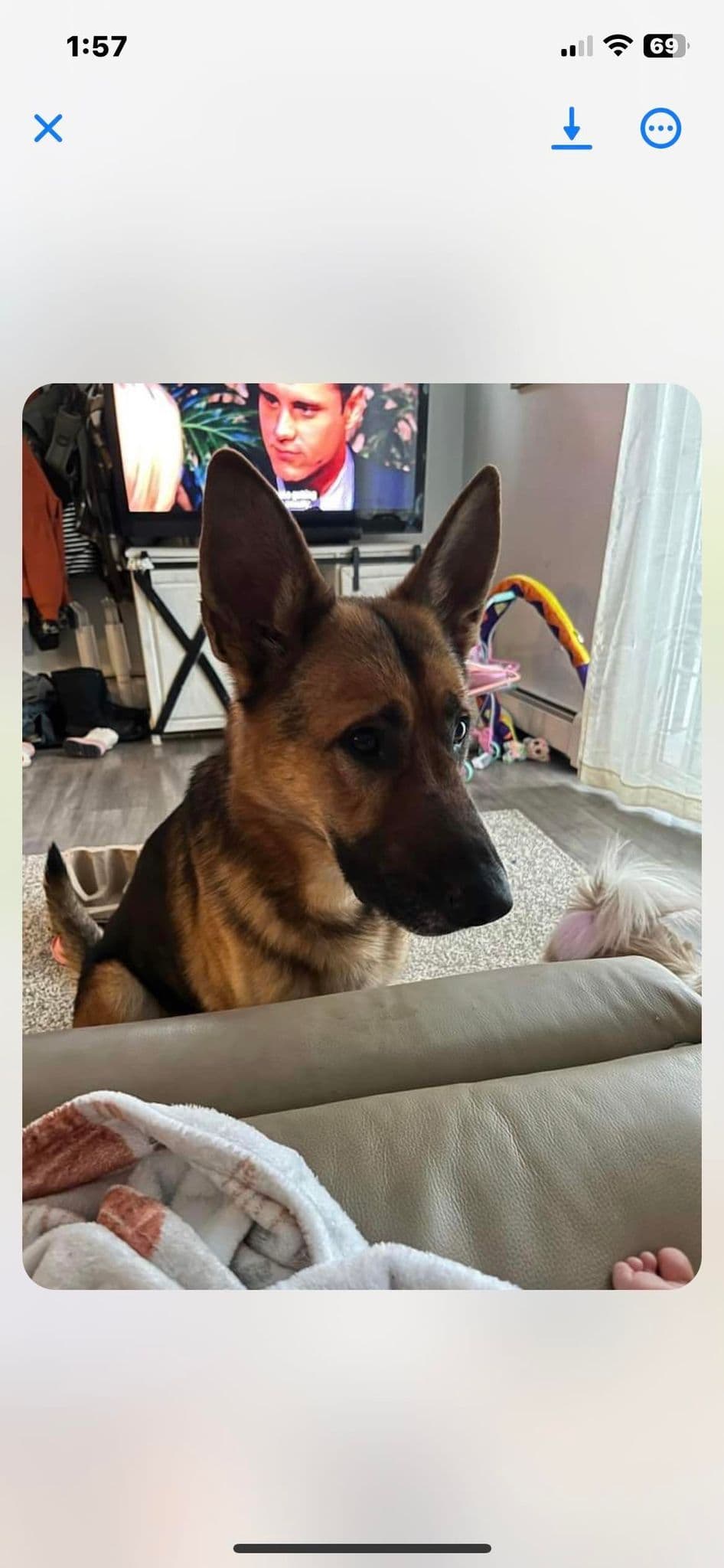 German Shepherd Dog breeder image 1