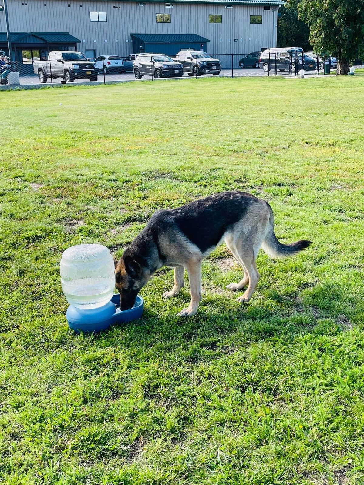 German Shepherd Dog breeder image 2