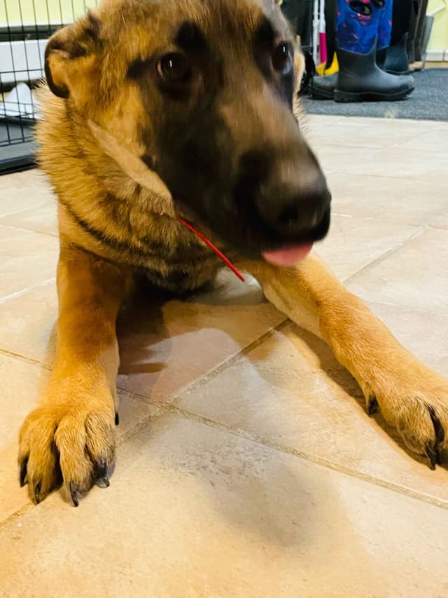 German Shepherd Dog media 4