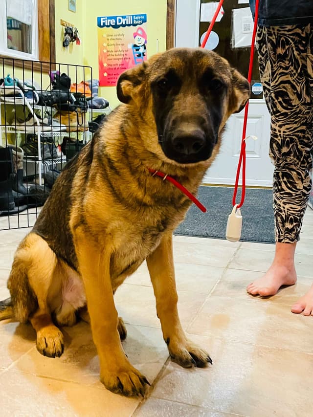 German Shepherd Dog media 7
