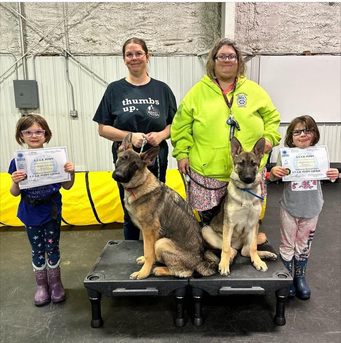 German Shepherd Dog breeder image 4