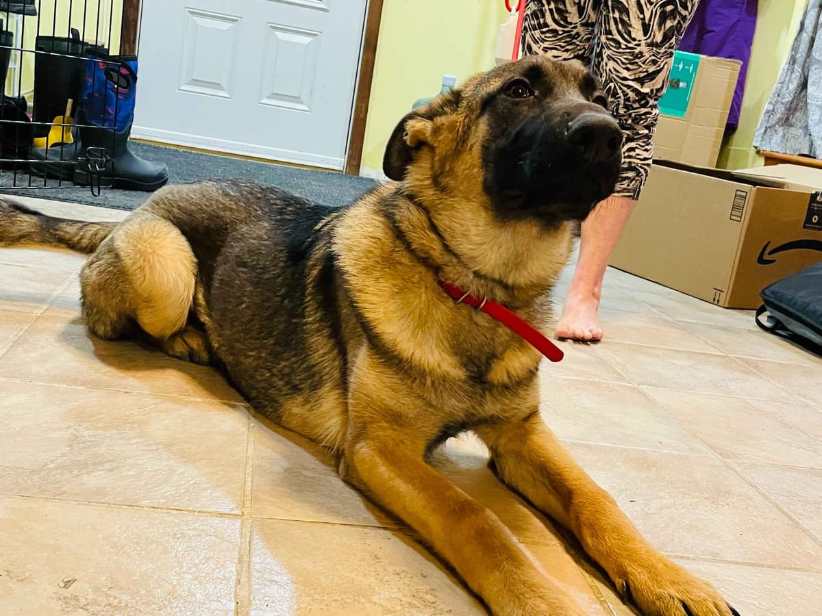 German Shepherd Dog breeder image 5