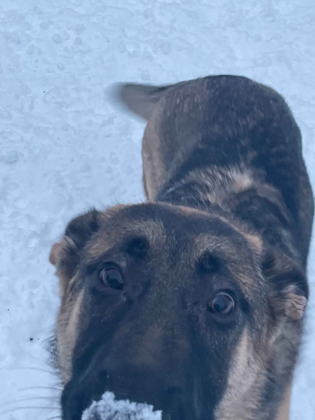 German Shepherd Dog media 10