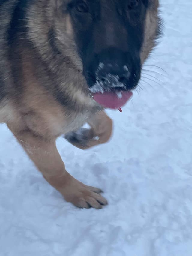 German Shepherd Dog media 12