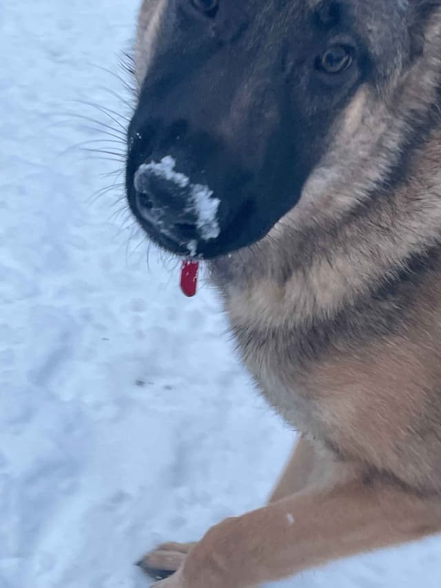 German Shepherd Dog media 11