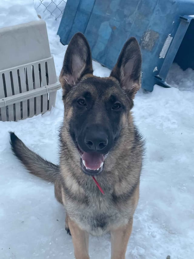 German Shepherd Dog media 17